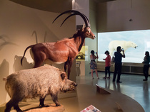 Museo de Historia Natural y Cultura Ambiental