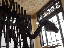 Museo de Geologia UNAM