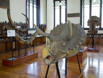 Museo de Geologia UNAM